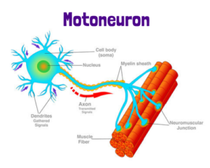 Glute Activations: Neurons that Fire Together, Wire Together - BElieve ...